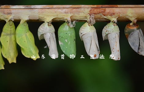 山东省首饰三包法规 山东省首饰三包法规