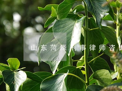 山东菏泽刑事律师咨询 山东菏泽刑事律师咨询