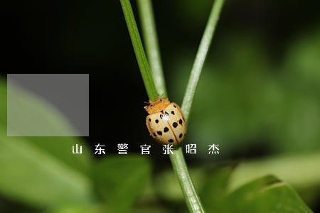 山东警官张昭杰 山东警官张昭杰