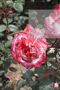 山东赛尔包装诉讼