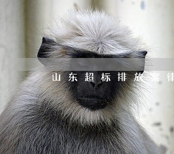 山东超标排放案律师团队问答知识 山东超标排放案律师团队问答知识