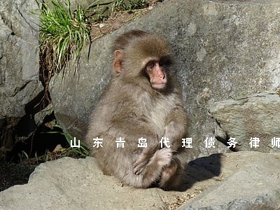山东青岛代理债务律师免费咨询 山东青岛代理债务律师免费咨询