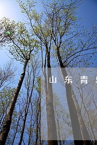 山东青岛市刑案律师网站 山东青岛市刑案律师网站