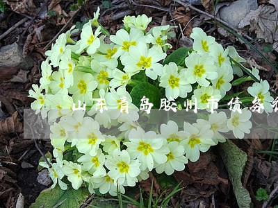 山东青岛胶州市债务律师事务所