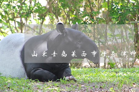 山东青岛莱西市债务律师事务所 山东青岛莱西市债务律师事务所