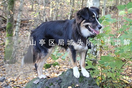 山亭区局城头所温情调解 山亭区局城头所温情调解
