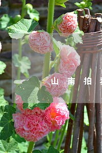山南拍卖合同纠纷律师 山南拍卖合同纠纷律师