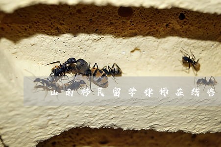 山南移民留学律师在线咨询 山南移民留学律师在线咨询