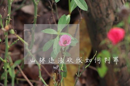 山林违法砍伐如何判罪 山林违法砍伐如何判罪