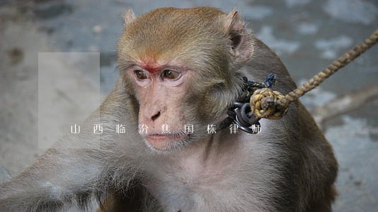 山西临汾焦国栋律师