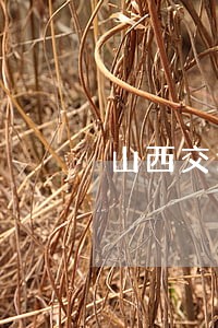 山西交通违法教育平台