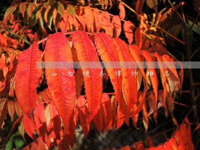 山西债务律师排名