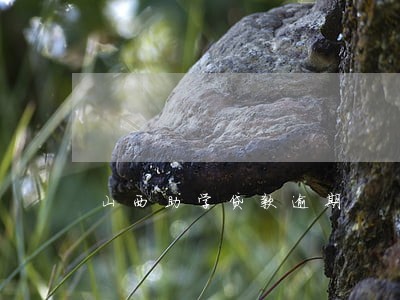 山西助学贷款逾期 山西助学贷款逾期