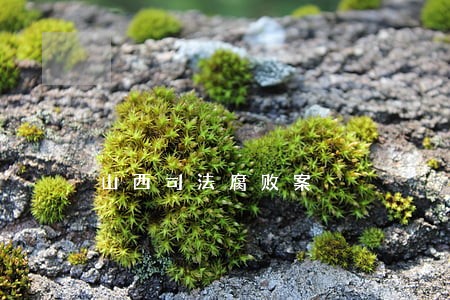 山西司法腐败案 山西司法腐败案
