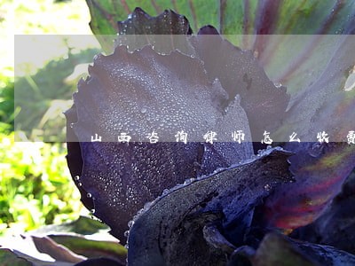山西咨询律师怎么收费 山西咨询律师怎么收费