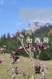 山西房产纠纷律师推荐 山西房产纠纷律师推荐