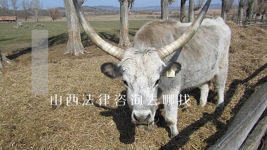 山西法律咨询去哪找 山西法律咨询去哪找