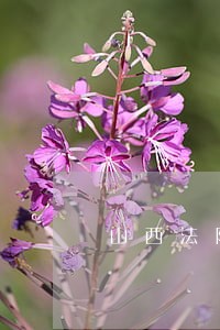 山西法院语音识别系统 山西法院语音识别系统
