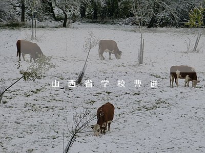 山西省学校曹进 山西省学校曹进