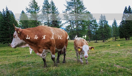 山西省法院关忠祥