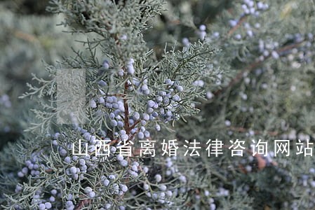 山西省离婚法律咨询网站 山西省离婚法律咨询网站