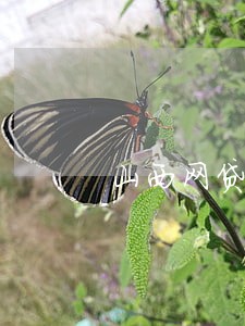 山西网贷负债逾期协商 山西网贷负债逾期协商