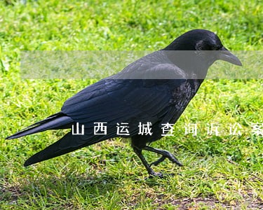 山西运城查询诉讼案件 山西运城查询诉讼案件