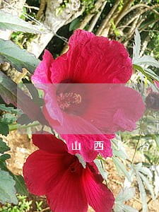 山西长治专业合同案件律师 山西长治专业合同案件律师