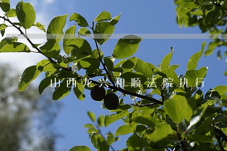 山西龙兴和顺法院执行 山西龙兴和顺法院执行