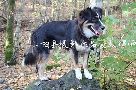 山阳县摄影作品侵权律师 山阳县摄影作品侵权律师