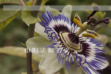 山阳法院拍卖 山阳法院拍卖