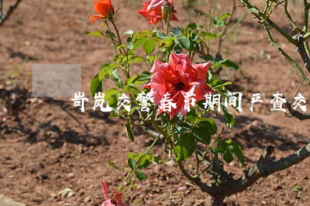 岢岚交警春节期间严查交通违法 岢岚交警春节期间严查交通违法