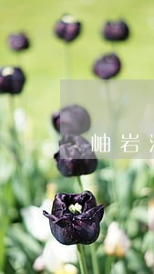 岫岩满族自治县环境保护在线律师 岫岩满族自治县环境保护在线律师