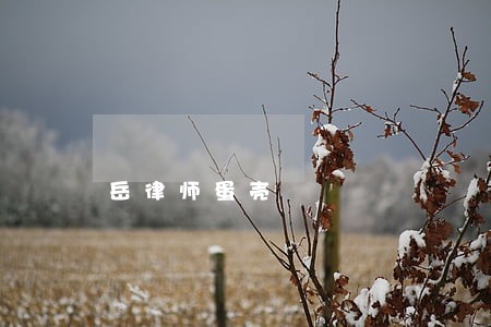 岳律师蛋壳 岳律师蛋壳