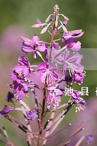岳池县破产清算律师在线免费咨询 岳池县破产清算律师在线免费咨询