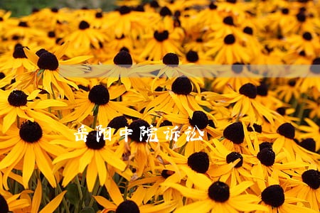 岳阳中院诉讼 岳阳中院诉讼