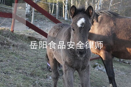岳阳食品安全律师 岳阳食品安全律师
