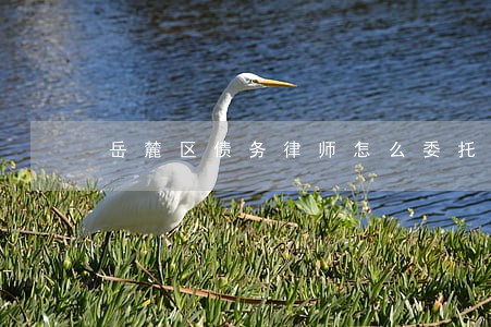岳麓区债务律师怎么委托 岳麓区债务律师怎么委托