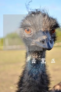 岳麓区债务律师聘请流程 岳麓区债务律师聘请流程