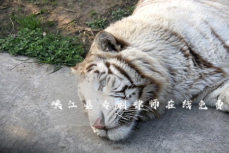 峡江县专利律师在线免费咨询 峡江县专利律师在线免费咨询