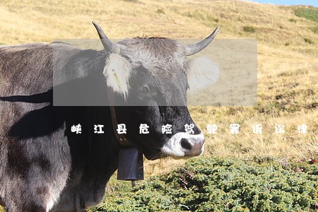 峡江县危险驾驶罪诉讼律师 峡江县危险驾驶罪诉讼律师