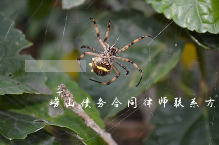 崂山债务合同律师联系方式 崂山债务合同律师联系方式