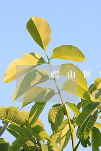 崂山区债务纠纷律师