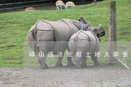 崂山违法批租土地大案张永 崂山违法批租土地大案张永