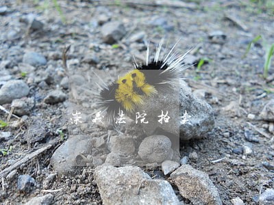 崇义法院拍卖 崇义法院拍卖