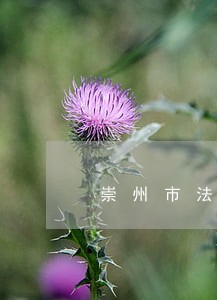 崇州市法律顾问服务咨询 崇州市法律顾问服务咨询