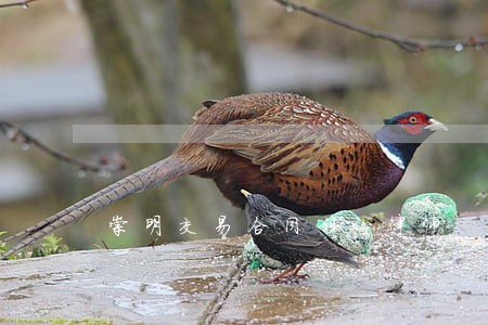 崇明交易合同纠纷律师 崇明交易合同纠纷律师