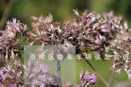 崇明区会车车祸该怎么诉讼 崇明区会车车祸该怎么诉讼