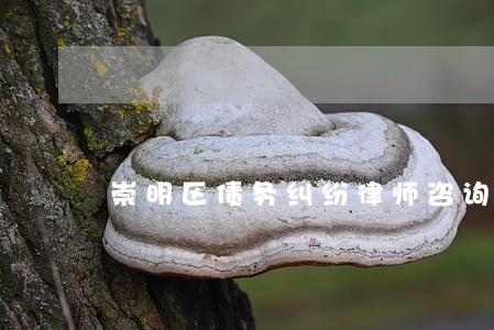 崇明区债务纠纷律师咨询电话