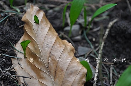 崇明区协议离婚律师在线联系 崇明区协议离婚律师在线联系